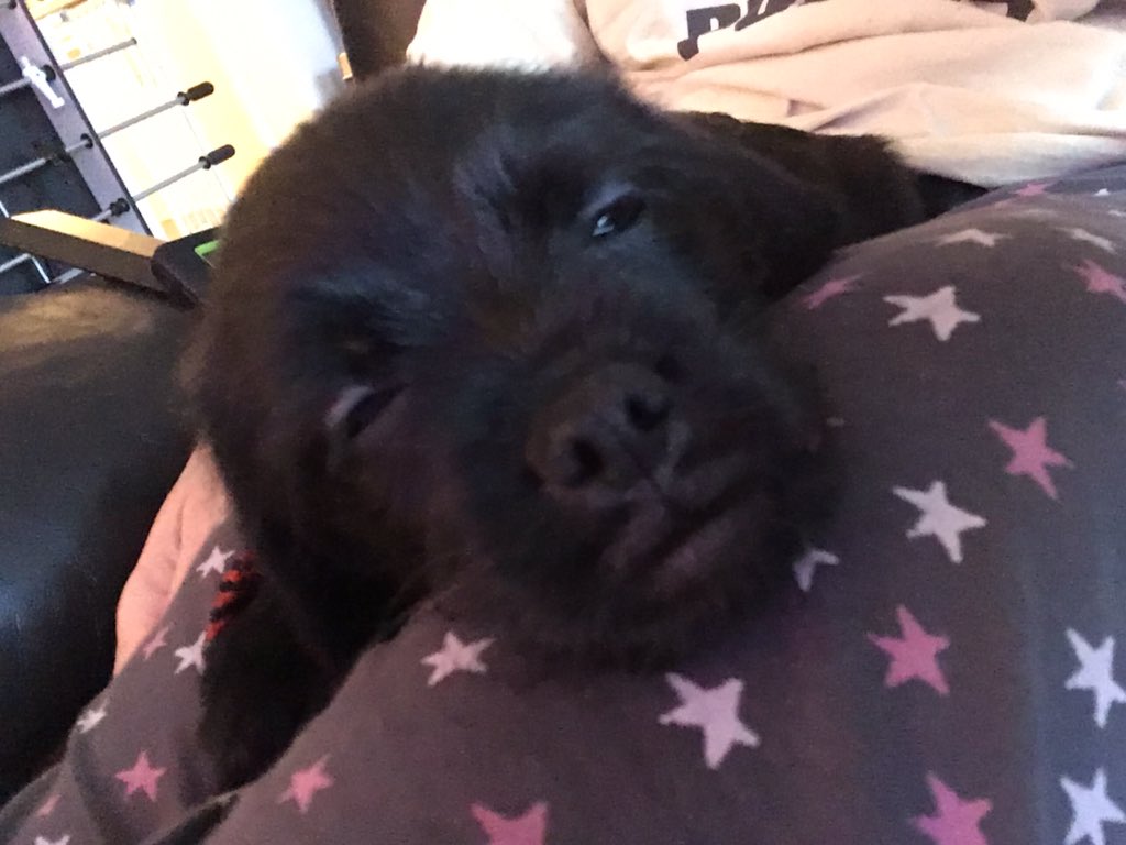 ManyTearsRescue's tweet photo. These two beautiful puppies have received lots of applications but there are plenty of gorgeous dogs at Many Tears that haven't had one. They may not be puppies but all need homes and love ❤️ 

https://t.co/6fpkohkkX9
#manytearsrescue #AdoptDontShop https://t.co/kSxRTPU2T3