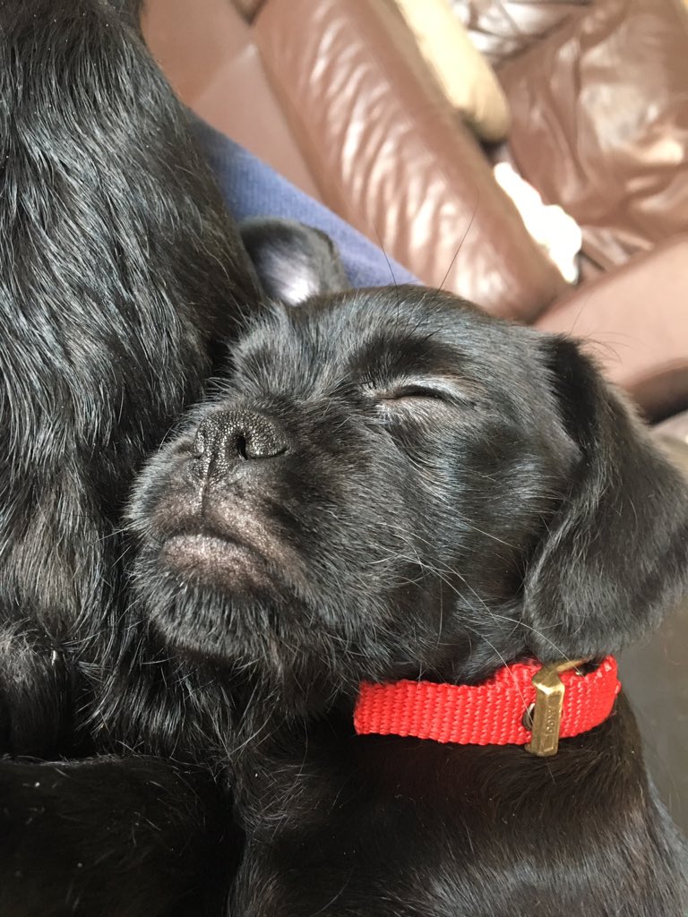ManyTearsRescue's tweet photo. These two beautiful puppies have received lots of applications but there are plenty of gorgeous dogs at Many Tears that haven't had one. They may not be puppies but all need homes and love ❤️ 

https://t.co/6fpkohkkX9
#manytearsrescue #AdoptDontShop https://t.co/kSxRTPU2T3