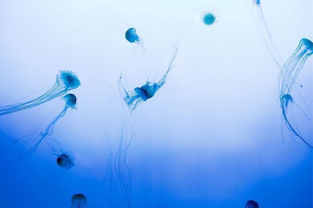 What's the weirdest thing you've ever eaten? I like to discover new foods, so I was intrigued to hear that scientists are looking at ways to make jellyfish crisps! Would you eat them? 

More on the strange science here: buff.ly/2HiIWUz

#Nutrition