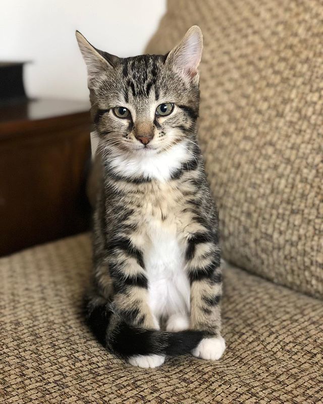 MajorGroseOut's tweet photo. My purpose in life was to take this picture of my parents new kitten, Jynx! Welcome to the family! 😻 #kitten #kittensofinstagram https://t.co/ryYGVAyqcV https://t.co/PgpHDqcIOe