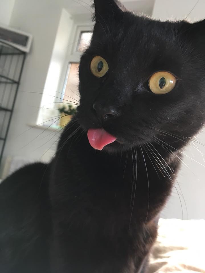 Sharing4C's tweet image. This is Alan. She ##Bleps - has been posted on Sharing4Charity.org - sharing4charity.org/this-is-alan-s… -  -