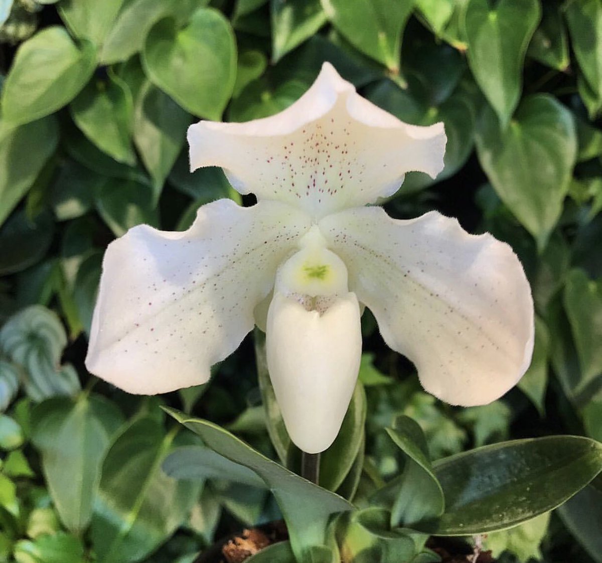 ExoticPlantStud's tweet photo. Paphiopedilum Phips x Leucochilum 👻 #orchids #paphiopedilum #ghost #white #ExoticPlantStud https://t.co/Gn4zmRkIT0