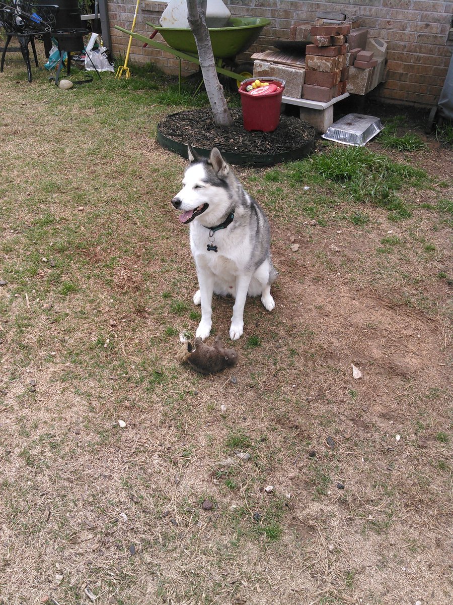 jkmassengill's tweet photo. Hurray!!! New #toys #puppies #ourpack @brooke4animals https://t.co/wowS5mky7Y