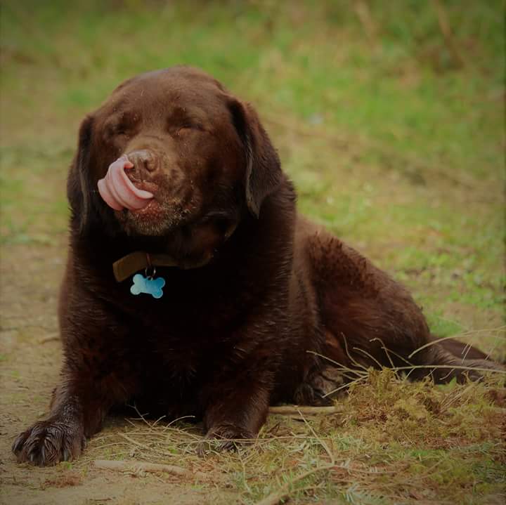 caughtinthedeep's tweet photo. Benson is my coprophagic Labrador. He has saved my life, so I forgive him #NightmarepetsSOS #Dogseatpoo #Oneinamillion https://t.co/JPaM5ZP8ZU