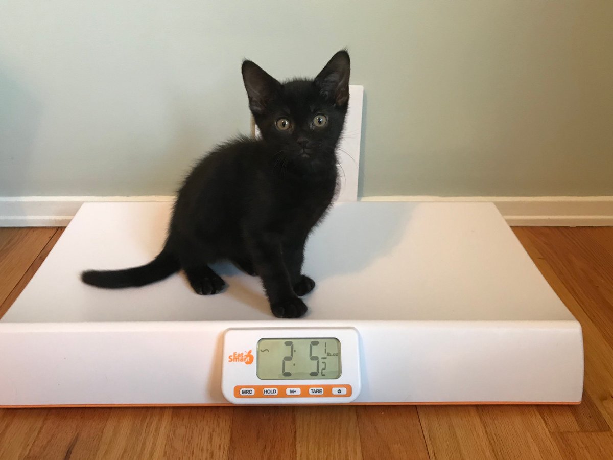 EatSmartScales's tweet photo. When fostering #kittens it's important to make sure they are gaining weight. @wdwHints shares how our Digital Baby and Pet Check Scale made the task an easier one: https://t.co/VbPW5ttgMS #petscale #pethealth https://t.co/cHOu0AlhMc