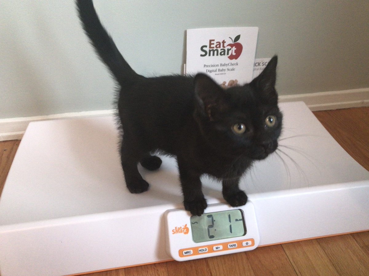 EatSmartScales's tweet photo. When fostering #kittens it's important to make sure they are gaining weight. @wdwHints shares how our Digital Baby and Pet Check Scale made the task an easier one: https://t.co/VbPW5ttgMS #petscale #pethealth https://t.co/cHOu0AlhMc