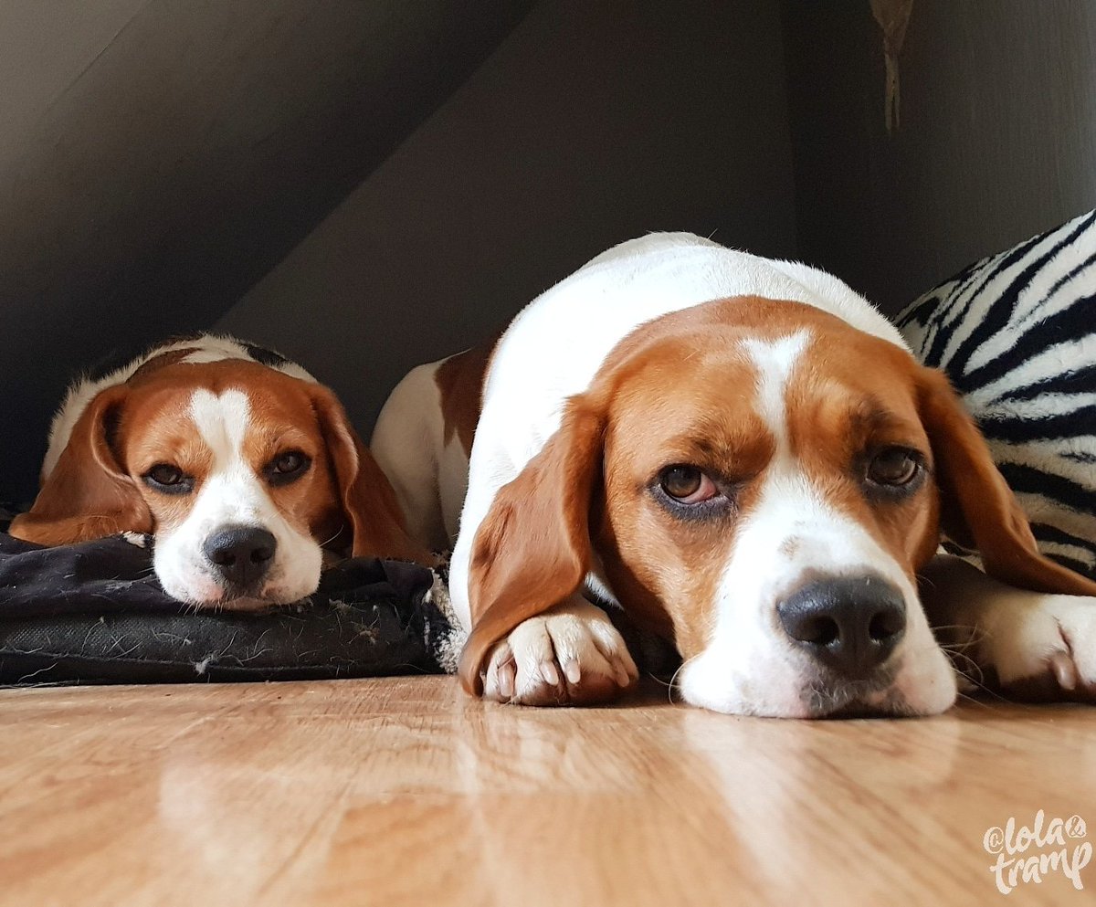 TrampLolaBeagle's tweet image. Wondering where all the sunshine has gone 🤔🤔🤣🤣🌞🌞💕💕
#beagles #weatherproblems