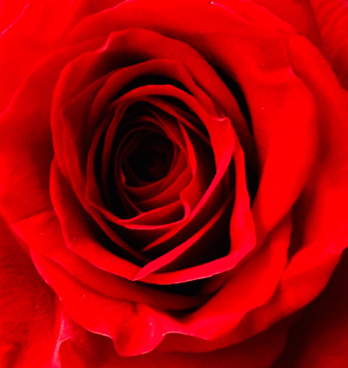 Cims_Solitaris's tweet photo. Feliç Sant Jordi! @SomLesMiles @EscolaVirolai @DolorsColomer https://t.co/dZh3KDe66a