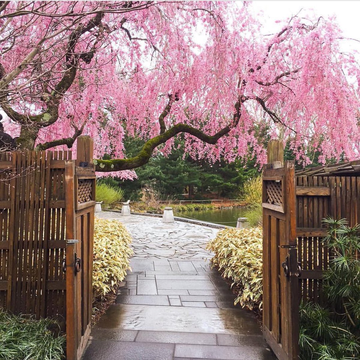 Ride the train to Brooklyn and explore the beautiful scenery at the <a href="/brooklynbotanic/">Brooklyn Botanic Garden</a> garden to see the #cherryblossomfestival happening now!! #brooklynbotanicgarden #sakura #explorenyc #brooklyn #nyc