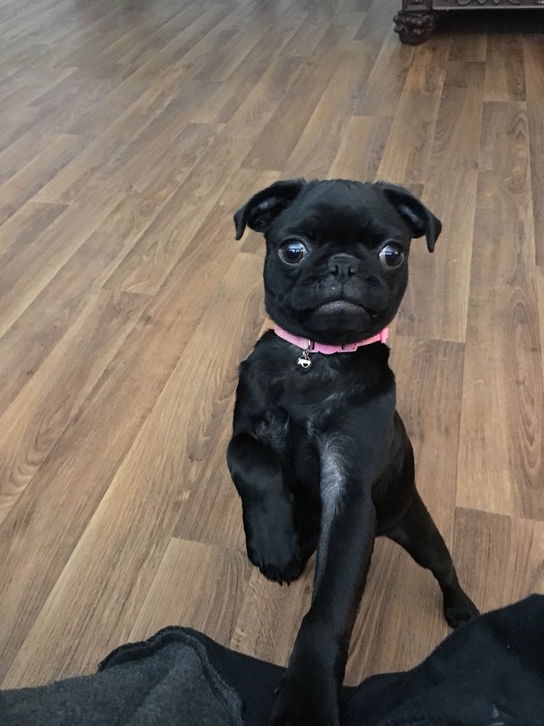 Loulou_thepug's tweet image. free food? where mom?