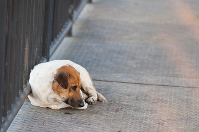 updogbox's tweet photo. Today is National Lost Dogs Awareness Day. Social media is a great place to share info about lost dogs so they can be reunited with their families! #BecauseDogsRule https://t.co/GBCCmptrIy