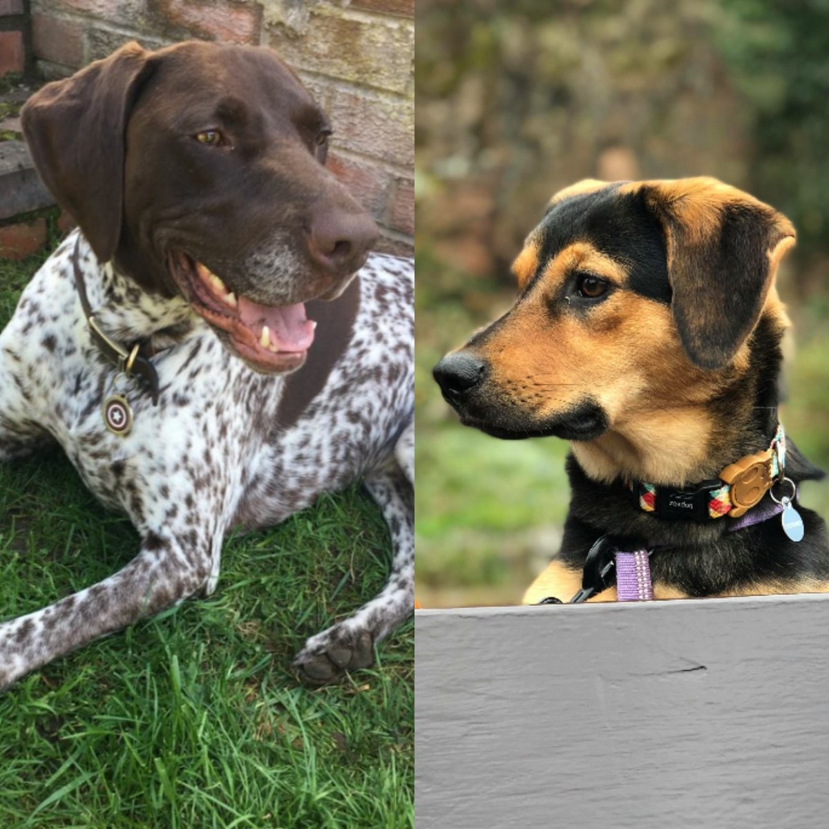 LillyDillys's tweet photo. Meet Wilf &amp; Marla 🐕
These two furry friends are going to be helping me launch a new collection very soon! For animal lovers everywhere! Stay tuned! #WorcestershireHour #dogs #dogowners #dogsaccessories https://t.co/72qRGoWU2Y