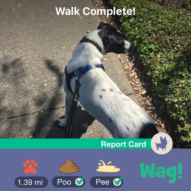 Brother_Arsenal's tweet photo. Just finished a dog walk on Wag! Use my promo code "CASEY80736" for $50 of FREE Wag credit! https://t.co/2J0FgTTT1C https://t.co/ucug1IWaSD