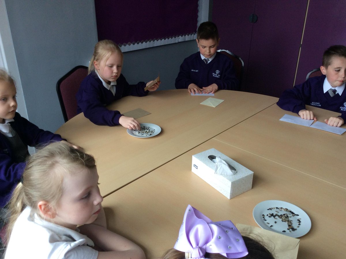 HazelLeysAcad's tweet photo. Our Academy Council busy putting sunflower seeds into envelopes for their first fundraising event. Children (& staff) will be encouraged to buy sunflower seeds and the tallest flower will receive a prize. Working toward our Learning Outside the Classroom Bronze Award. #amunique https://t.co/XJn0JgMgin