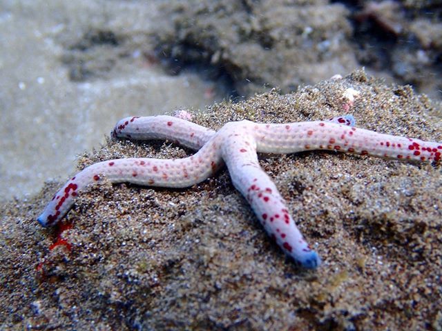 Mauikayakadventures On Twitter Have You Ever Spotted A Freckled