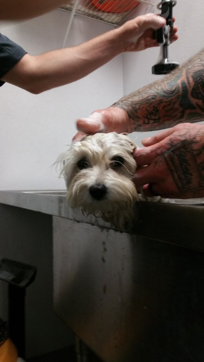 LakelandFD's tweet photo. Happy story to get your week started! Homeless pooch dropped off at #FireStation finds his #furever home with #LFD #DriverEngineer. Read more @ https://t.co/wXAMqI5zSC . #Lakeland #FeelGood #PetRescue https://t.co/Tw4nioppue