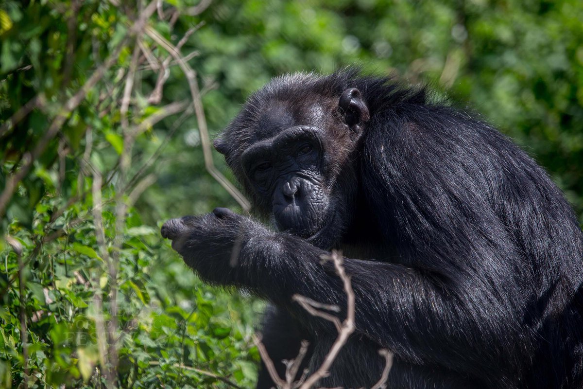 BeeJacque's tweet photo. Here reminiscing about my trip to Ngamba Island last year during the #MilegeMusicFest2017 ...l'd visit that place again in a heartbeat! #JaneGoodallinUg https://t.co/jLRZ4fbuLA
