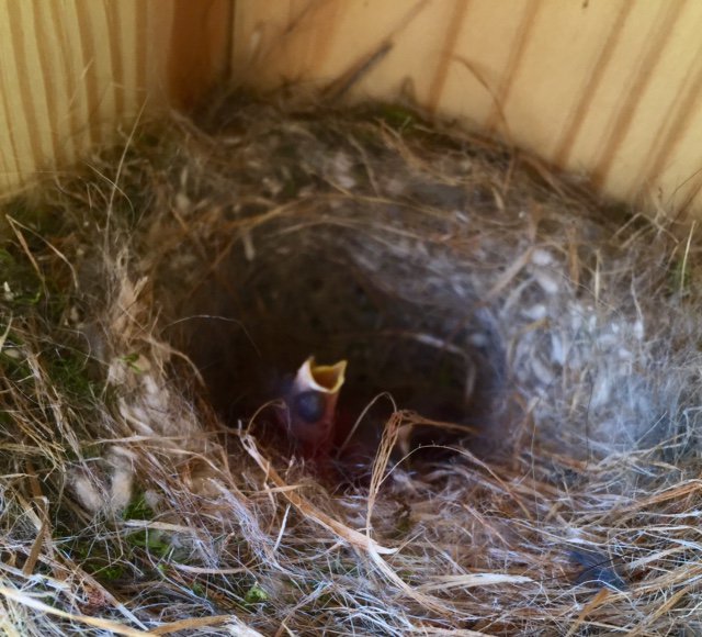 cashiersgreen's tweet photo. It's nesting season in The Village Green! #CashiersNC #MondayMotivation #nestingbirdboxes #audubon #conservation #wncliving #birding https://t.co/QffhhkKpTm