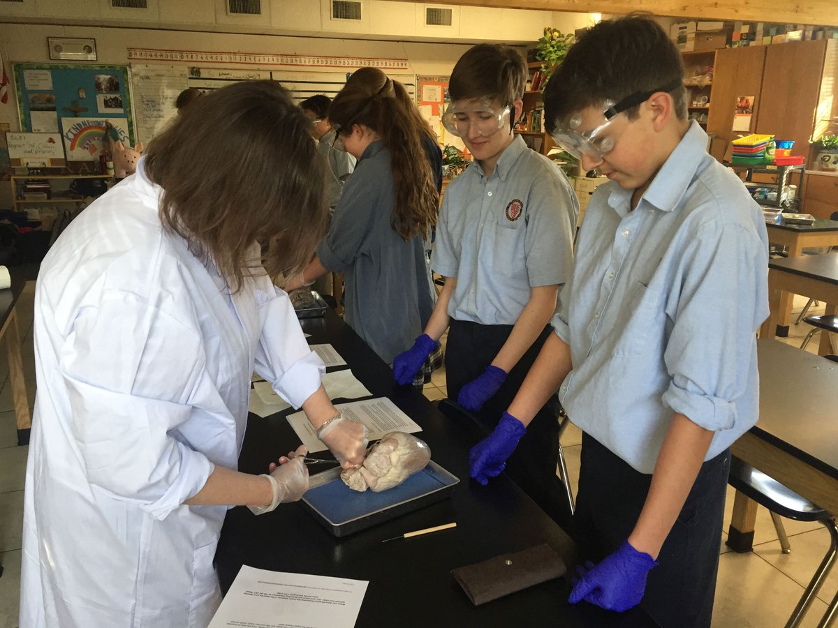 stvincentschool's tweet photo. Today our 8th grade teacher, Dr. Teresa Musci, lead our 8th grade science classes through a pig heart dissection. Now that is truly hands-on science in action! Great job students! #learningmakesmehappy https://t.co/zWUbGvmjQB