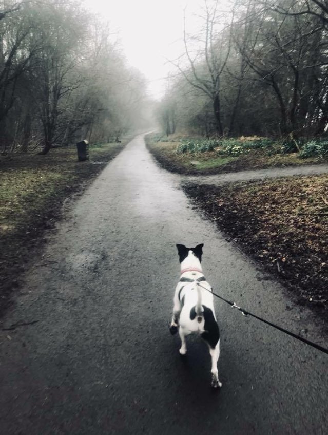 Sonny is a young #pup at 14 months he is in #kennels &amp; working with #pawsforprogress pls retweet he needs a #FOSTER or #foreverhome staffordshirerescuescotland.org.uk #AdoptADog #staffies #rescue #ADOPTDONTSHOP #ffh #dogsoftwitter #dogsinneed #doglover #HappyEverAfter #ItsAllAboutTheDogs