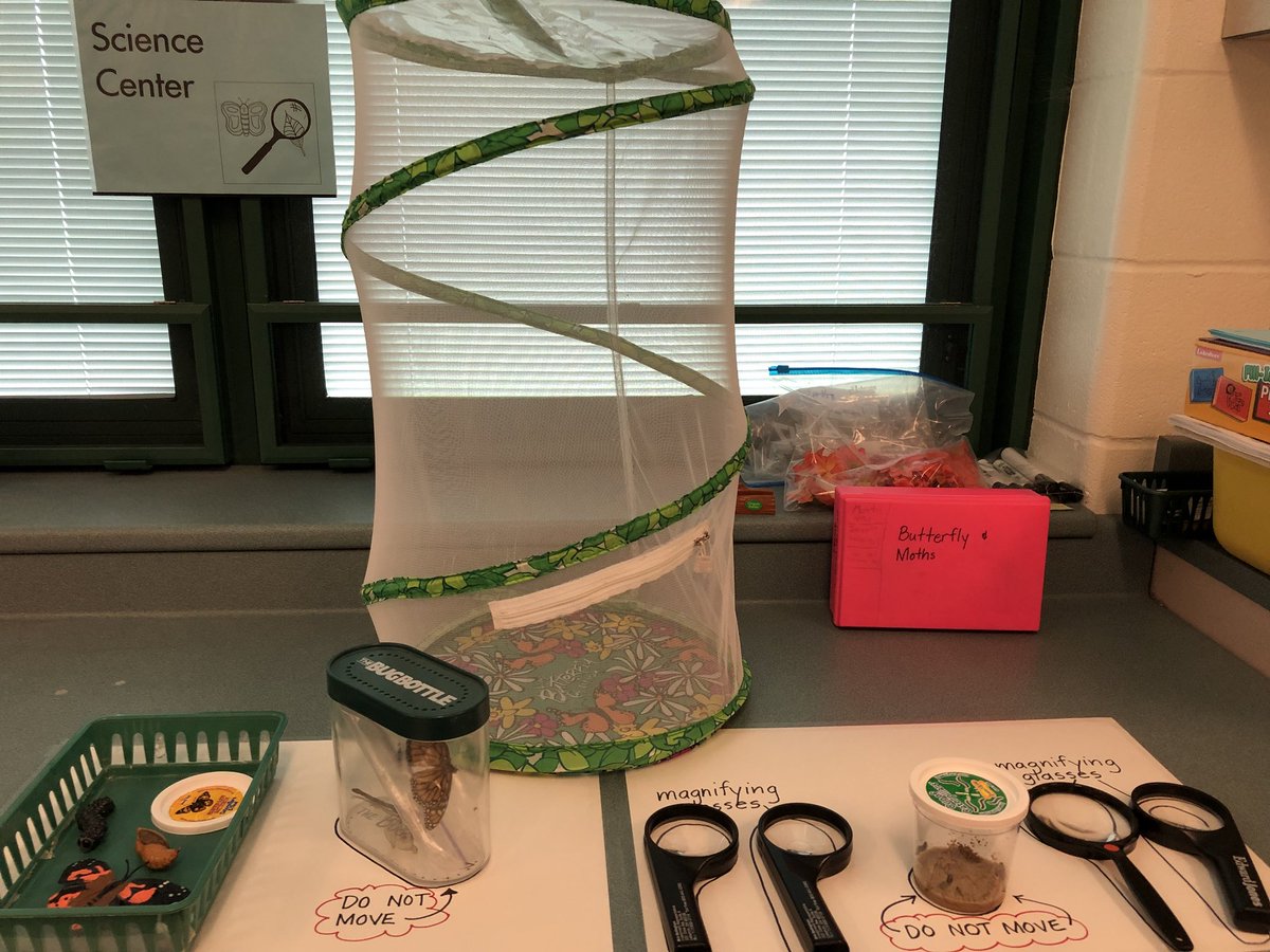 MrsPendell's tweet photo. We have lots of excitement in our classroom as were starting our study on the lifecycle of the butterfly. Our caterpillars arrived today, and our science center is set up for our junior scientists to observe and write in our butterfly journals! https://t.co/GWvwiTICGx