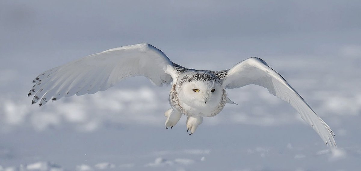 green4EMA's tweet photo. 40% of the world's 11,000 bird species are in decline: "One in Eight Bird Species Threatened With Extinction, Study Finds" https://t.co/V0DZdRm39y via @EcoWatch https://t.co/ePeHVWZKT9