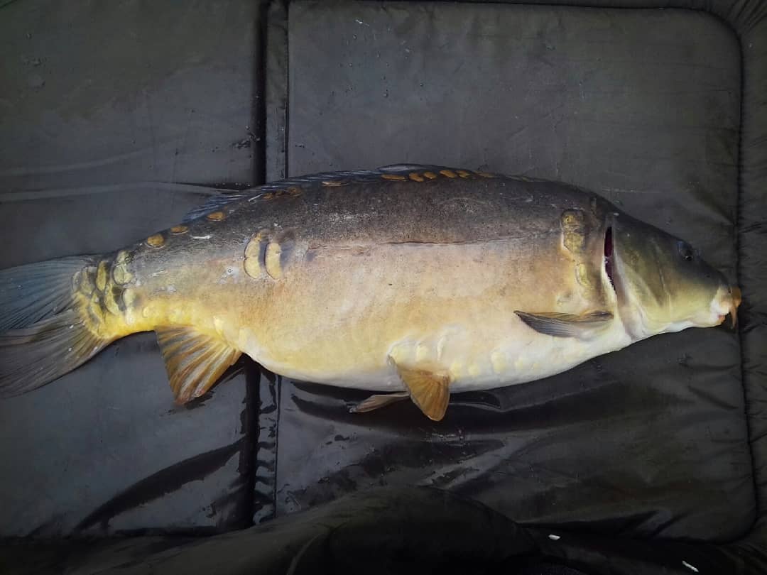 Matt_MMc's tweet photo. Double hook up over @Baitworks Monster Red crumb & crushed hemp. Scent From Heaven on the hook. #monsterred #baitworks #itworks #carp #carpfishing https://t.co/z541yozVjH