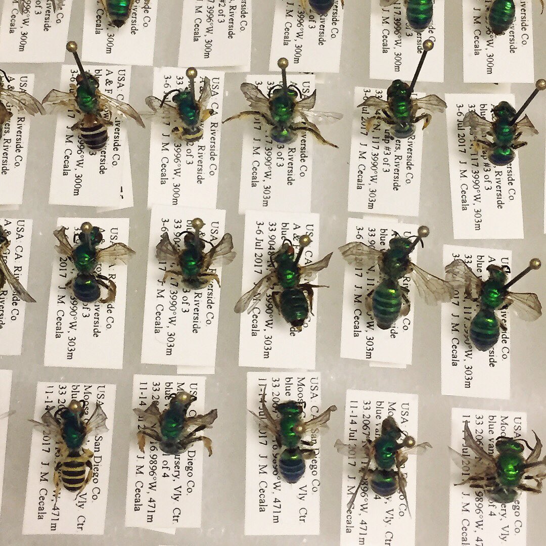 InsectFair's tweet image. Jake (@UCRentomology) does research on native #bees and how they interact with flowering #plants in agricultural areas. Want to learn more about these important wild pollinators? Come to our Insect Fair in Downtown Riverside this Saturday, April 28!  #UCR #weekend #insects #bugs