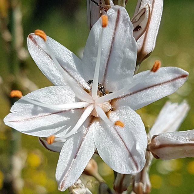 BonnyLoi's tweet photo. #sardinia #dorgali #calagonone #hikingsardinia #sardiniatrekking #spring18 #hiking #asfodelo #iscraria #focusardegna #thehubsardegna #shotz_of_sardegna #sardheart #yellersardegna #sardegnageographic #visitsardegna #visitcalagone #visitbarbagia #igersarde… https://t.co/FnoagON3Kj https://t.co/2lFQsMcJYD