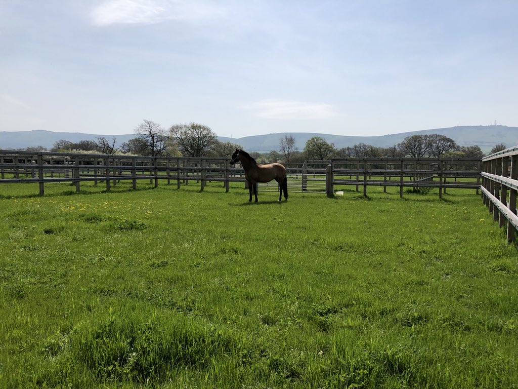 HascombeEq's tweet image. Our lovely livery Destiny enjoying her turnout in the sun today #luxurylivery #rehablivery #competitionlife #competitonlivery #livery #liveryyard #newlivery #horses #warmblood #horsesofinstagram #grazing #springgrass