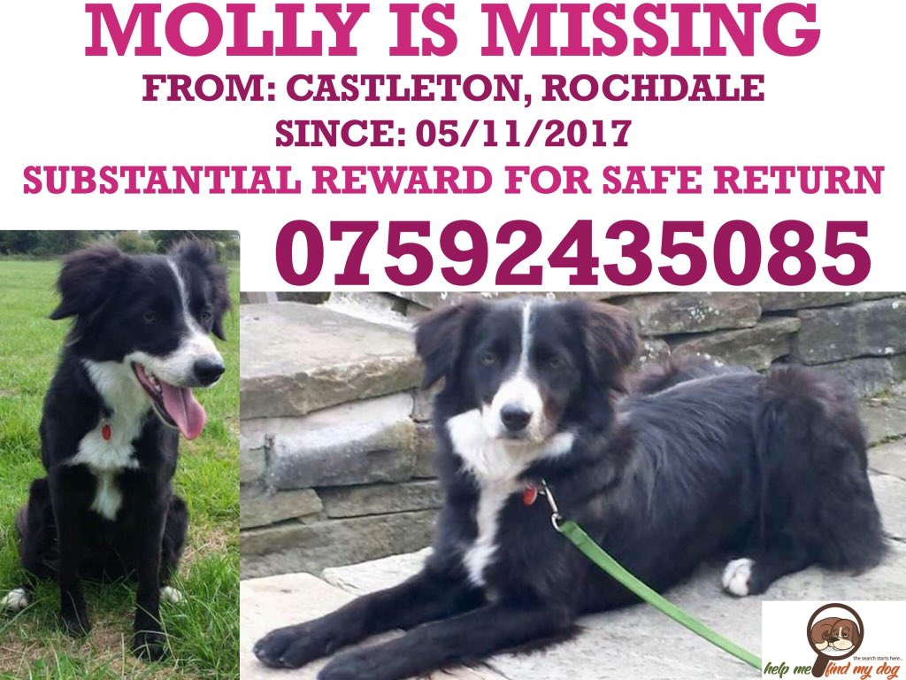 rosiedoc666's tweet photo. MOLLY 5/11/17 #bonfirenight ๐ #Castleton #Rochdale
#substantialreward ๐ฐ๐ฐ๐ฐ
IF U KNOW ANYTHING CALL!
Blk&wh #bordercollie
@RochdaleHerald
@CorynRDR https://t.co/7pTBnJW0V0