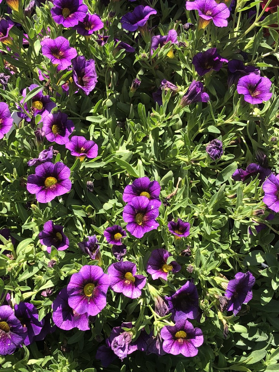 redbermdesign's tweet photo. #MondayMotivaton 🌈 purple flowers to lighten your day.. taken this weekend.. happy spring here in SoCal. #landscape #landscapedesign #flowers https://t.co/NCC864rGDI