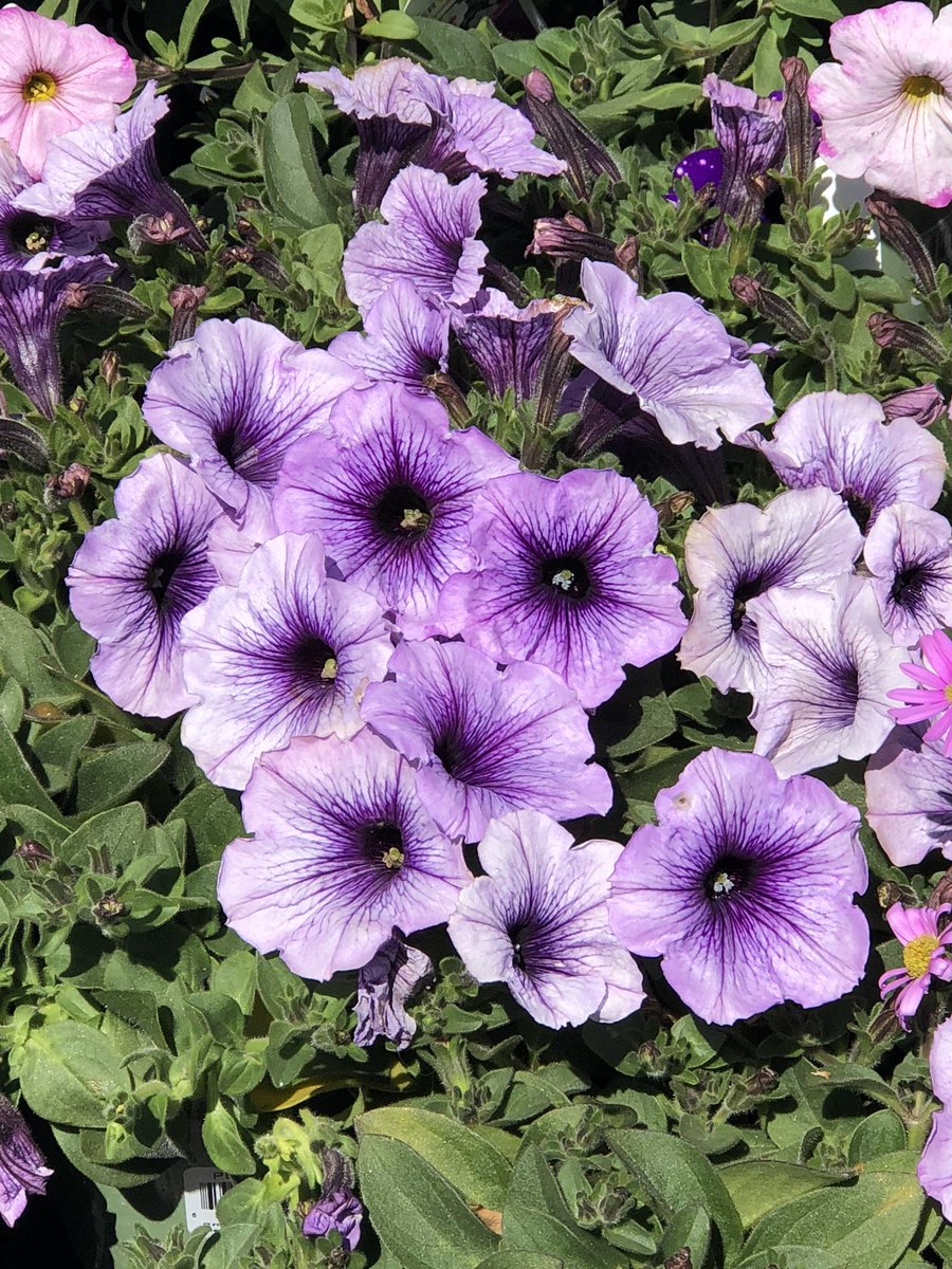 redbermdesign's tweet photo. #MondayMotivaton 🌈 purple flowers to lighten your day.. taken this weekend.. happy spring here in SoCal. #landscape #landscapedesign #flowers https://t.co/NCC864rGDI