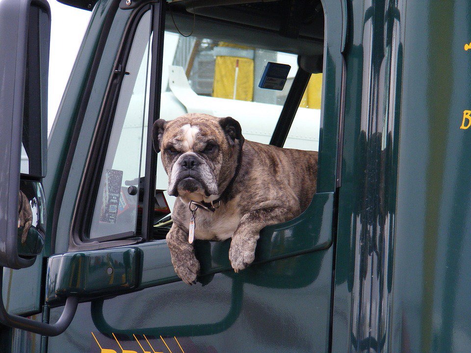 TruckersReport's tweet photo. Check out some great tips for bringing your #pets on the road with you: https://t.co/OJ2RzvloZ2 https://t.co/KtvCPHFBky