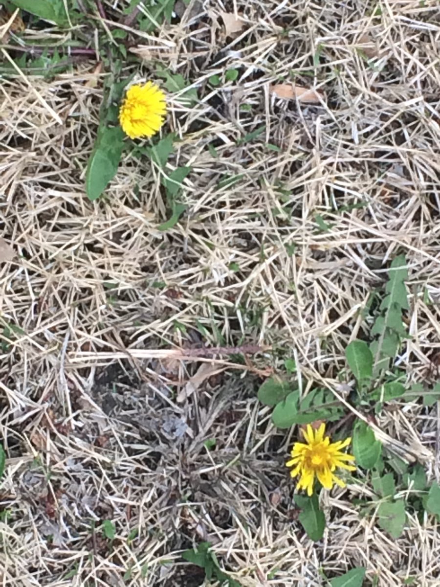 mgriffin_kmov's tweet photo. Since everyone else is posting pictures of the flowers blooming in their yards, I thought I’d jump on the bandwagon. #justdandy https://t.co/lznFWkEVid