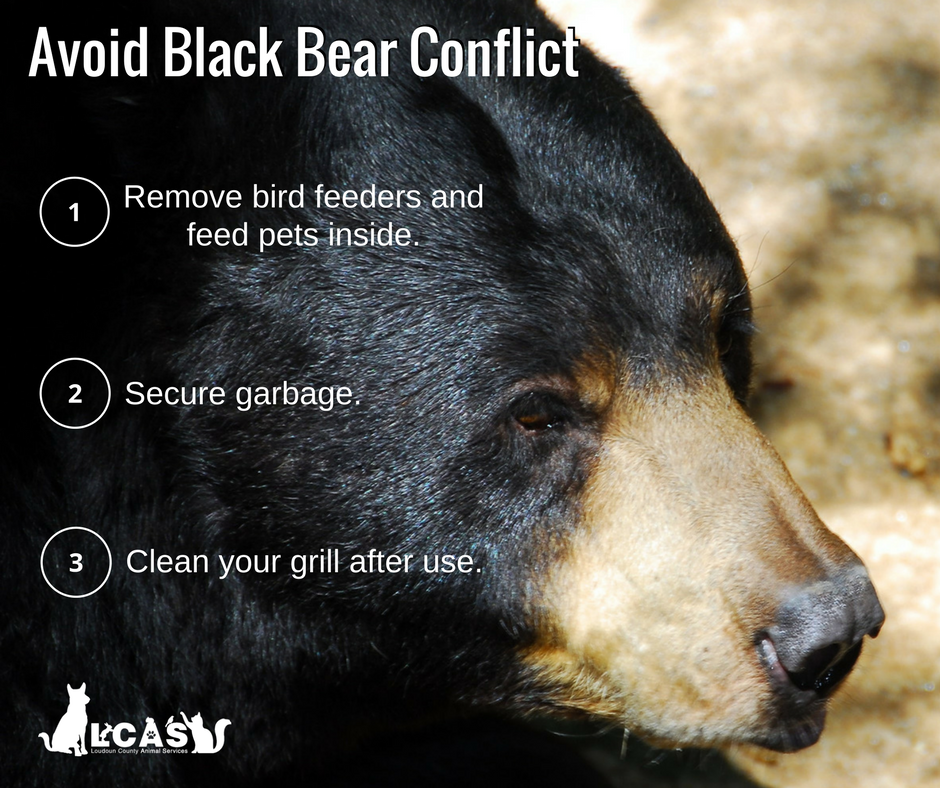 Loudoun County Animal Services On Twitter Are You Bearaware