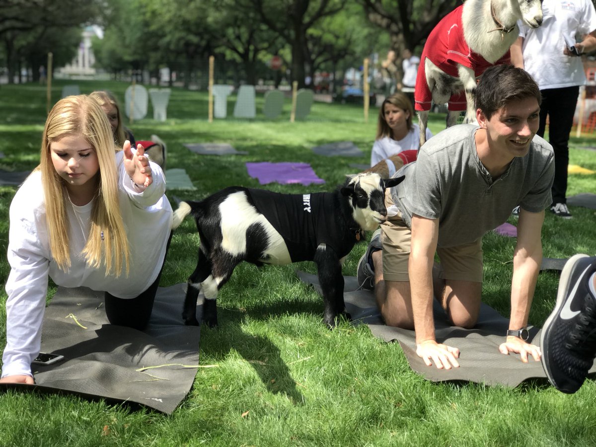 SMU's tweet photo. 🐐🧘‍♀️🐐🧘‍♂️ on the boulevard is the only way to wrap up your Monday afternoon. https://t.co/0GUiriR9WX