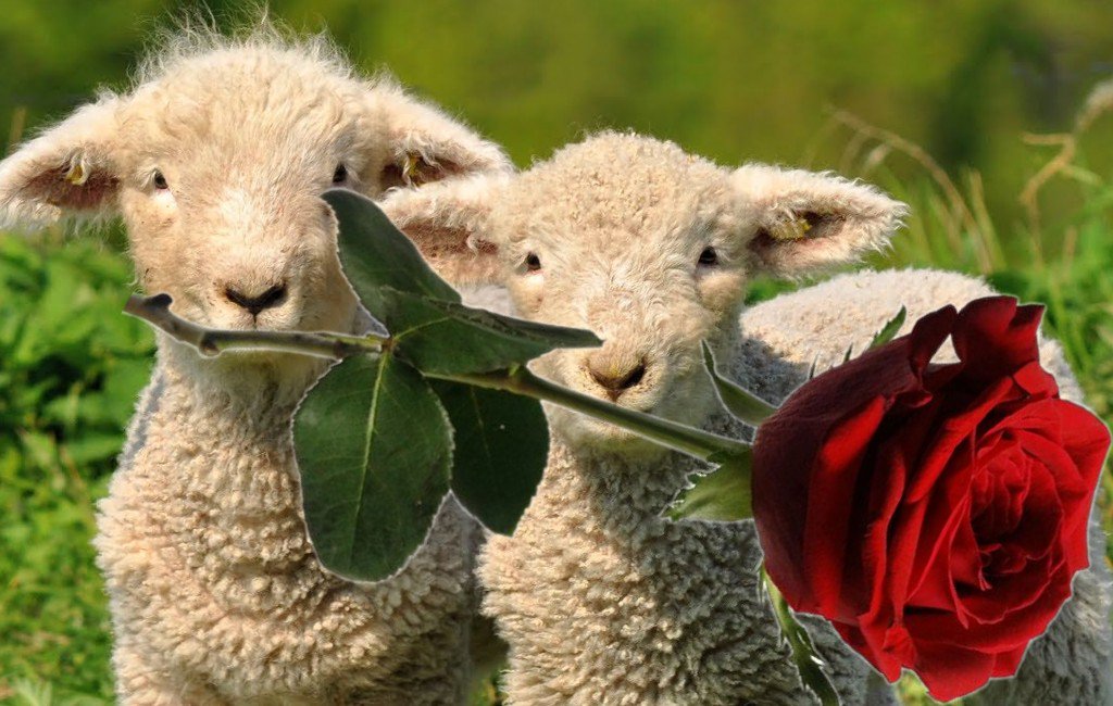 Beee, bee Joobeee (Espero que hagueu passat una bona diada de St Jordi. Guaiteu quina rosa més grossa que hem trobat per #SantEsteveDeLesRoures ! #SantJordi2018 ) 🐉🌹🥀🌹🥀🎗️