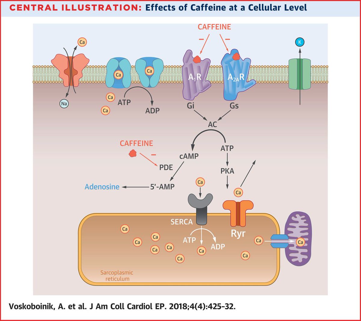 JACCJournals's tweet photo. Should I tell my patient to avoid caffeinated beverages? Find the answer in this issue of #JACCCEP: https://t.co/v5ma29USVE. @BakerResearchAu https://t.co/IsKy8w0DVv