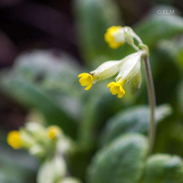 AmbienceFineArt's tweet photo. Cowslip #uknative... via @gardentags https://t.co/RjIsJU4RIo