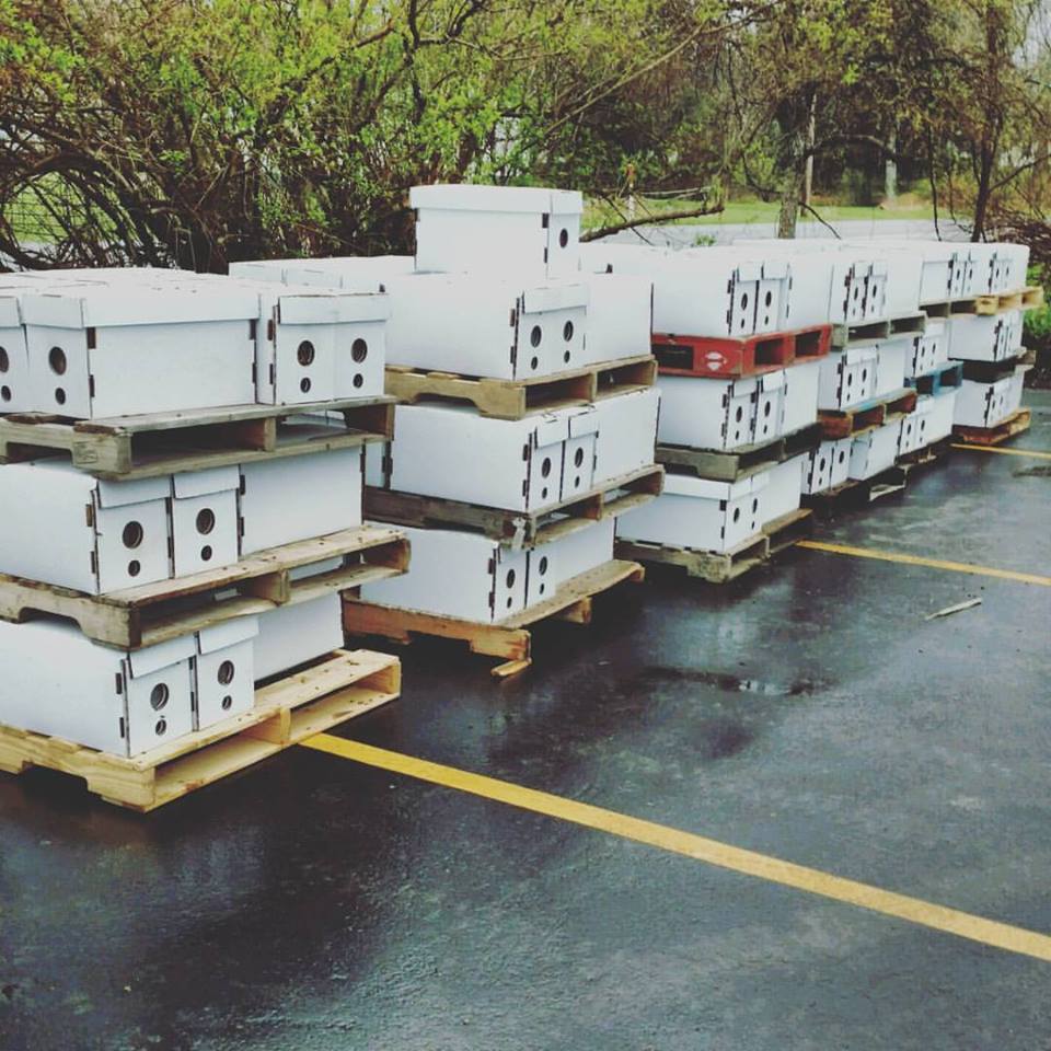 mastersonsgc's tweet photo. The first order of nucs is still tentatively scheduled for pick-up this Saturday! Keep your eyes on your email inbox for updates as we know more... https://t.co/OGleooWVpd