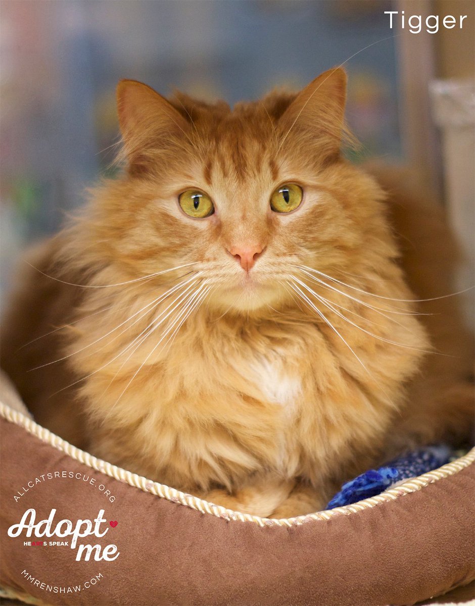 AllCatsRescue's tweet photo. Tigger is a Maine Coon mix &amp; is fluffy all over! This gorgeous five y/o boy was surrendered to ACR after his owners had a baby, so his world was turned upside down. He can't wait to settle into a home where he will always be loved! You can meet him @ PetSmart on Louise Ave in SF! https://t.co/xdiPl9OfYA