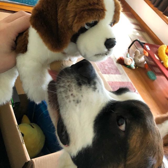 stiltsandstumps's tweet photo. Ooooooh mama did you find that for me??? #asthoughtbyginger #stuffedanimals #stbernard #aplaceforsaints #worldofsaints #gentlegiant #gimmie #findingstuff https://t.co/yFQzi7xzMy https://t.co/gNKRkJxfa5