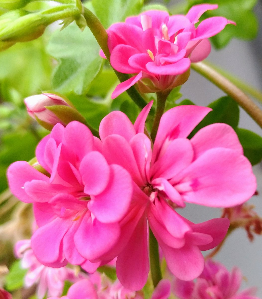 こころんグリーン En Twitter アイビーゼラニウムに沢山花が咲きました 今まで日差しが少なかったので 草丈が高くなってしまってますが ここでは低くてカッコ良くなるかもしれません 園芸 ガーデニング アイビーゼラニウム こころんグリーン En Twitter アイビーゼラニウムに沢山花が咲きました 今まで日差しが少なかったので 草丈が高くなってしまってますが ここでは低くてカッコ良くなるかもしれません 園芸 ガーデニング アイビーゼラニウム