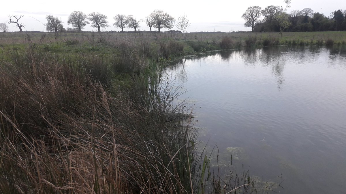 Kingston22W's tweet photo. Very impressed with this pond created near #Ampton #Suffolk 
@Natures_Voice @_BTO 
@NFFNUK  @SyngentaCropsUK
Pleased i planted Marsh Marigold and Water Iris 
#Water #Life https://t.co/zLRZi6RUdj