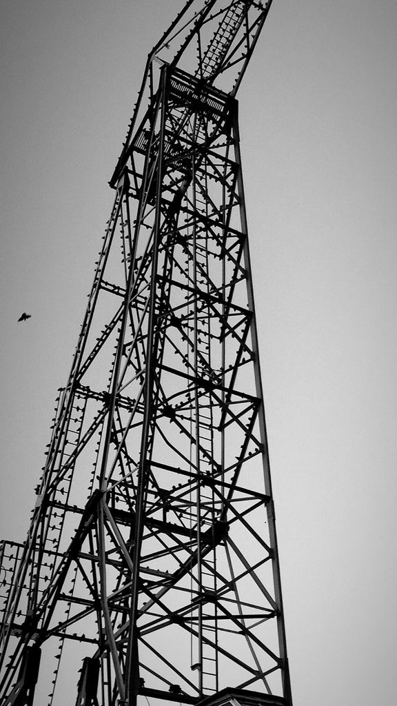 Uno de los pajaros se suicida