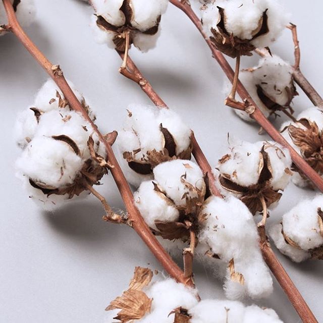 careoflabel's tweet photo. Who made your clothes? 🙋🏼
I did or someone I know did.

Shop with us this Fashion Revolution day knowing all Care Of pieces are ethical from seed to garment.
Claire xx
#fashionrevolution #whomademyclothes #organiccotton #gotscertified #madeinnewzealand https://t.co/tIzw03CpTf https://t.co/NR2fOFbDxa