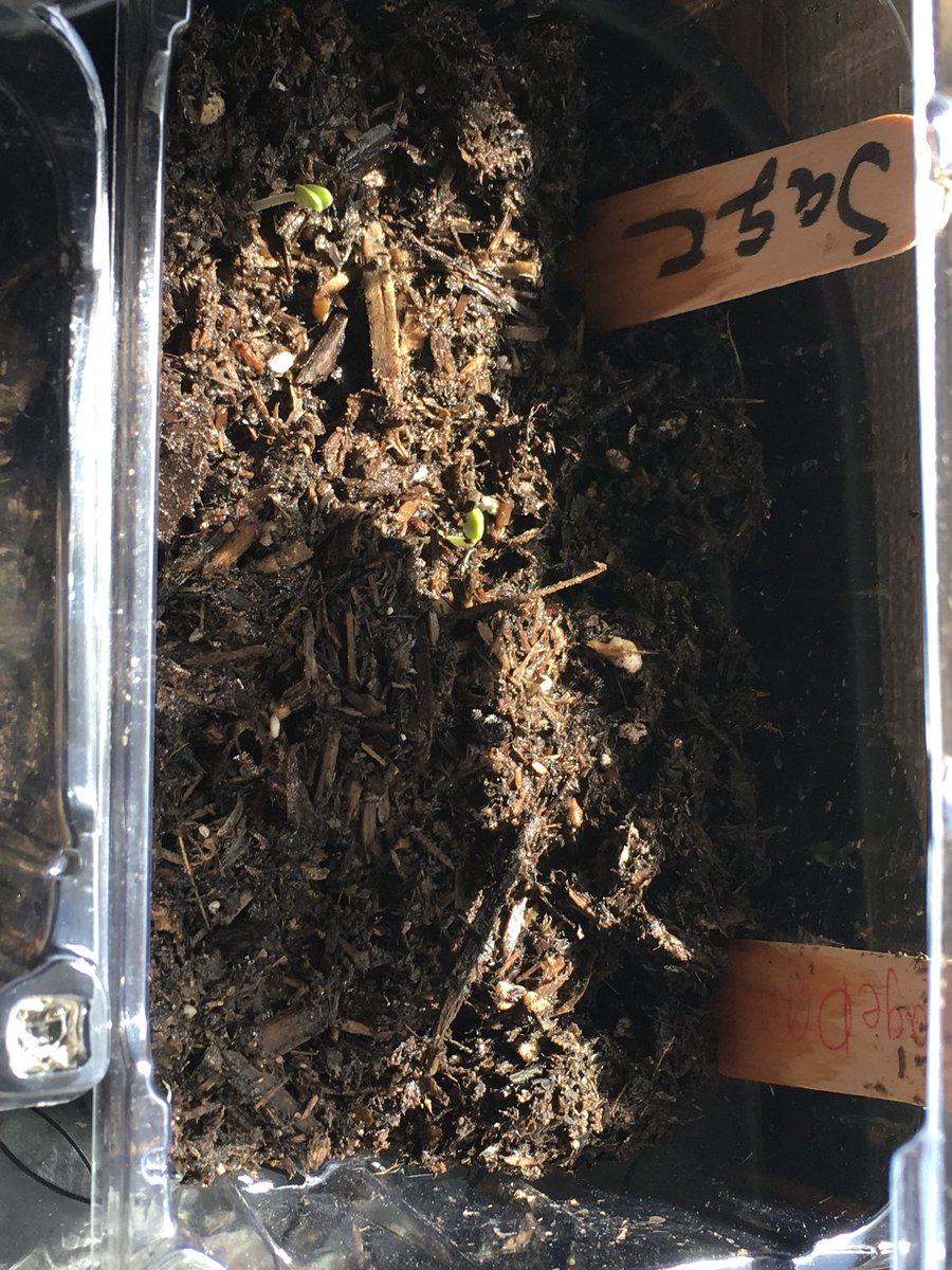 LAMSPTSA's tweet image. Cilantro and sage starting to sprout! @LosAlisosMS #LosAlisosRocks #SpedTech #LosAlisosASC