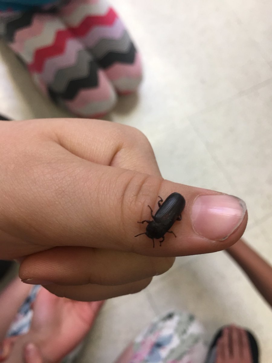 MAKSchoolEPSB's tweet photo. Thank you to @YEG_Science for coming in to teach our Gr.3 students about life cycles!! #BugsBugsBugs #CreepyCrawly #MAKInquiry #Grade3 #AlbertaScienceNetwork #Science https://t.co/OLPGGCEF8J