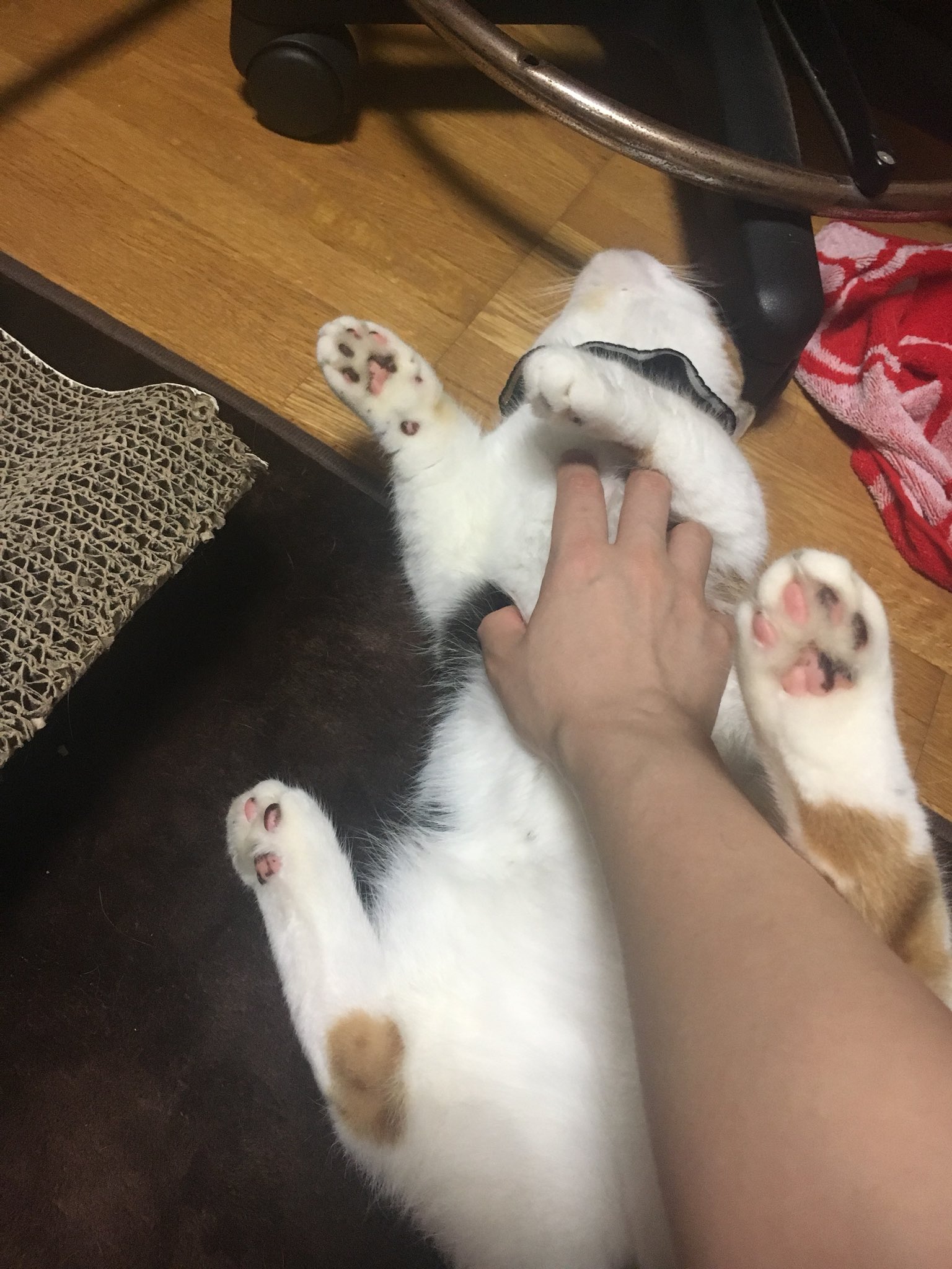 茶々 マンチカン على تويتر 無抵抗でお腹触らせてくれる 笑 マンチカン 猫部 T Co 0ummsx70en تويتر